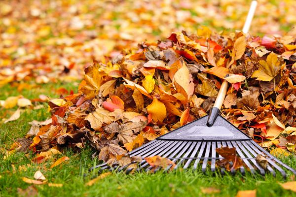 Cost of Leaves Removal in Gilroy