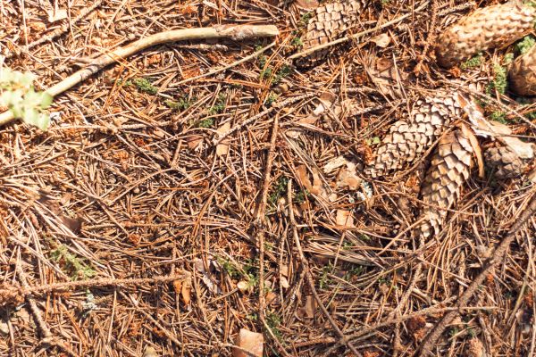 Cost of Pine Needles Removal in Gilroy