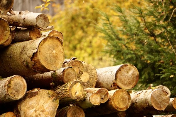 Cost of Wood Pile Removal in Gilroy