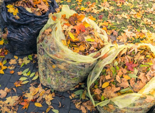 Cost of Yard Cleanup Service in Gilroy