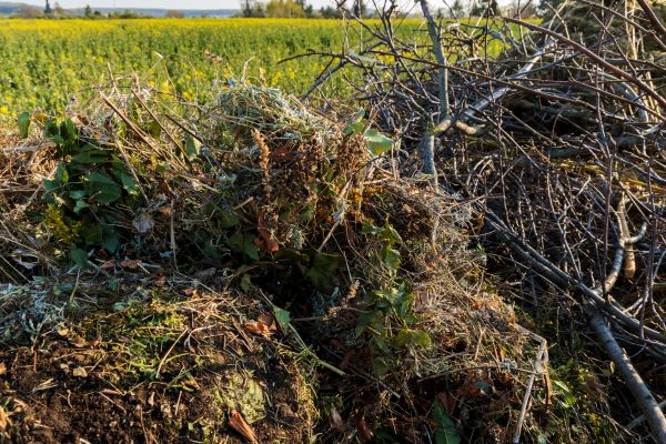 Cost of Brush Disposal in Gilroy