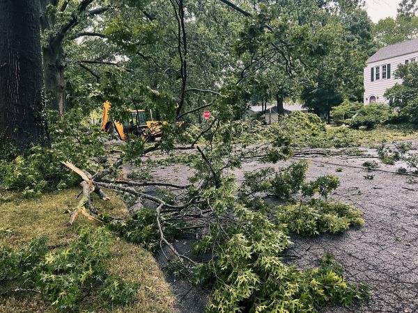 Cost of Tree Branch Disposal in Gilroy