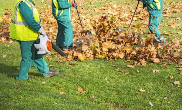 Cost of Leaf Maintenance in Gilroy