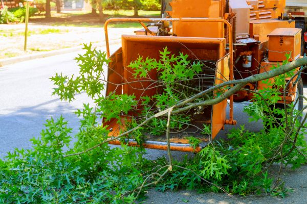Cost of Tree Branches Removal in Gilroy