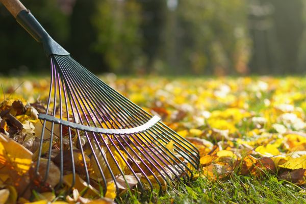 Cost of Leaf Removal in Gilroy