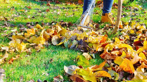 Cost of Lawn Cleanup Service in Gilroy
